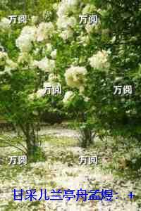 洪荒之准提问道TXT